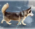 Small #1 Siberian Husky