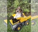 Small #1 Dachshund