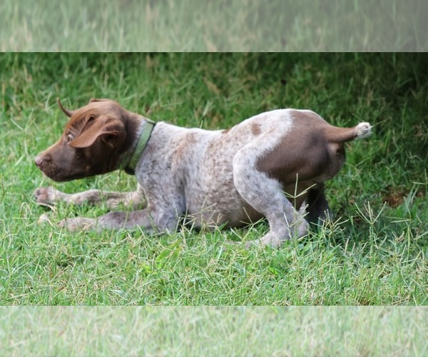 Medium Photo #1 German Shorthaired Pointer Puppy For Sale in RUTHERFORDTON, NC, USA
