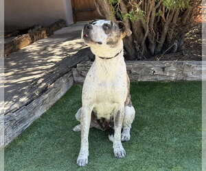 Splendid Ms Solange ~ Exceptional ! - Female American Staffordshire Terrier Dog for Adoption - Photo #5