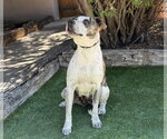 Small #4 American Staffordshire Terrier