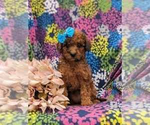 Maltipom Puppy for sale in OXFORD, PA, USA