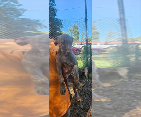 Medium Photo #3 Boxador Puppy For Sale in Aurora, IN, USA