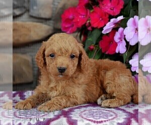 Miniature Labradoodle Puppy for sale in MILL HALL, PA, USA