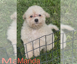 Small #2 Maltese-Poodle (Toy) Mix