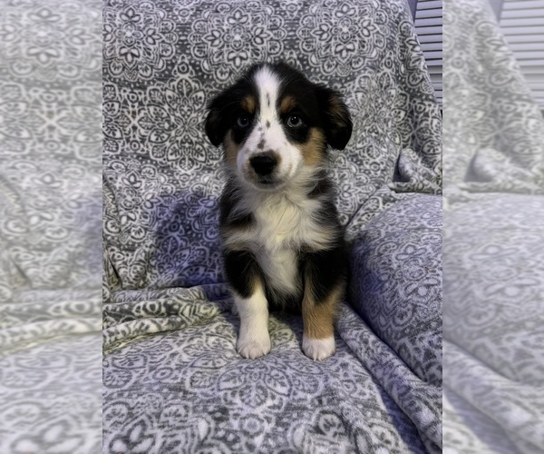 Medium Photo #5 Miniature Australian Shepherd Puppy For Sale in COLUMBUS, NC, USA