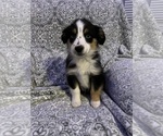 Small Photo #5 Miniature Australian Shepherd Puppy For Sale in COLUMBUS, NC, USA