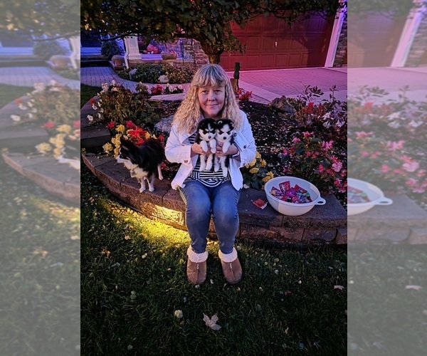 Medium Photo #3 Pomsky Puppy For Sale in DELAWARE, OH, USA