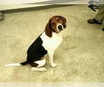Small #6 Coonhound