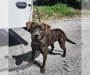 American Staffordshire Terrier-Unknown Mix Dogs for adoption in San Antonio, TX, USA