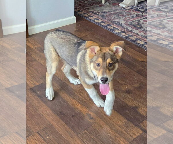 Medium Photo #3 Siberian Husky-Unknown Mix Puppy For Sale in MECHANICSBURG, PA, USA