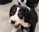 Small Photo #5 Greater Swiss Mountain Dog Puppy For Sale in PHOENIX, NY, USA