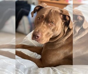 Labrador Retriever-Unknown Mix Dogs for adoption in Kennesaw, GA, USA