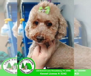 Golden Retriever Dogs for adoption in Stroudsburg, PA, USA