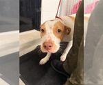 Small American Pit Bull Terrier Mix