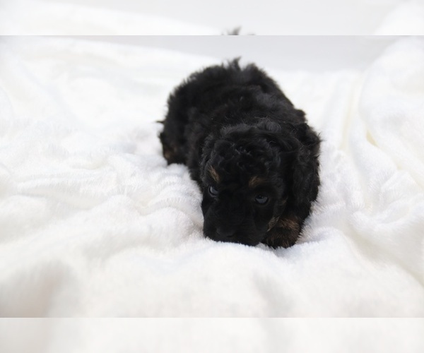 Medium Photo #32 Cockapoo Puppy For Sale in RIPLEY, TN, USA