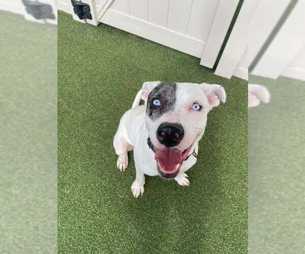 Medium Photo #1 Labrador Retriever-Unknown Mix Puppy For Sale in Brewster, NY, USA