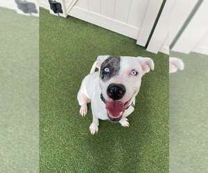 Labrador Retriever-Unknown Mix Dogs for adoption in Brewster, NY, USA