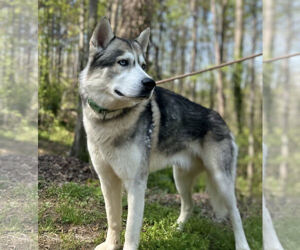 Medium Photo #4 Siberian Husky Puppy For Sale in Clarkesville, GA, USA