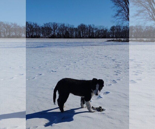 Medium Photo #17 Border Collie Puppy For Sale in NORBORNE, MO, USA