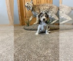 Puppy Elaine Wire Fox Terrier