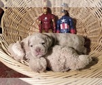 Small Photo #1 Olde English Bulldogge Puppy For Sale in LOUISVILLE, KY, USA