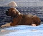 Small Photo #5 Boxer Puppy For Sale in SENECA, KS, USA