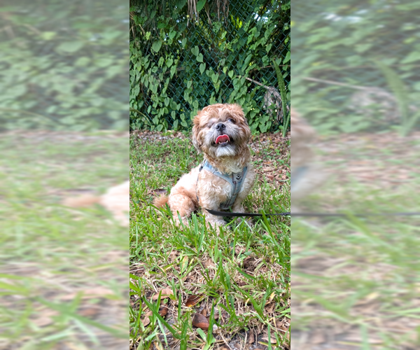 Medium Photo #7 Shih Tzu Puppy For Sale in Weston, FL, USA