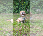 Small #6 Shih Tzu