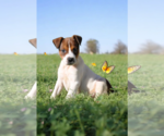 Small #8 Basenji-Rat Terrier Mix