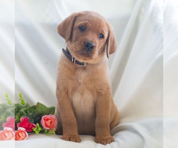 Medium Photo #4 Labrador Retriever Puppy For Sale in GREEN PARK, PA, USA