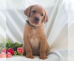 Small #3 Labrador Retriever