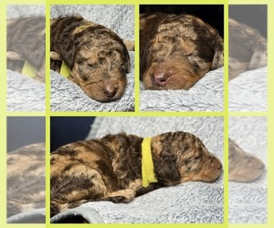 Medium Goldendoodle