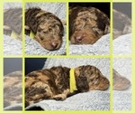 Puppy 5 Goldendoodle