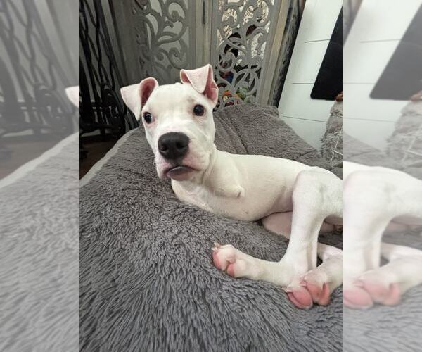 Medium Photo #3 American Pit Bull Terrier-Unknown Mix Puppy For Sale in Catasauqua, PA, USA
