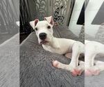 Small #2 American Pit Bull Terrier Mix