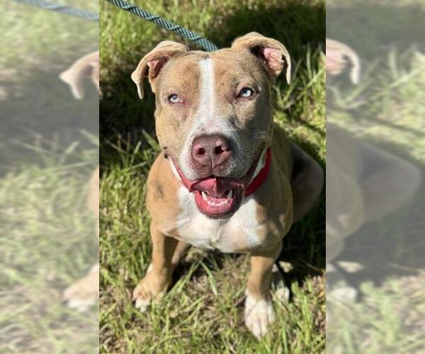 Medium Photo #1 American Staffordshire Terrier Puppy For Sale in Fort Lauderdale, FL, USA