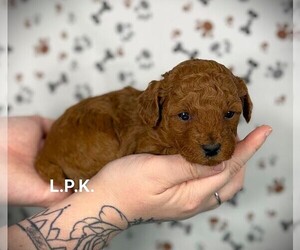 Poodle (Toy) Puppy for sale in WINNSBORO, LA, USA