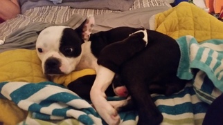 Mother of the Boston Terrier puppies born on 11/07/2017