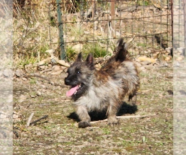 Medium Photo #1 Cairn Terrier Puppy For Sale in CARLYLE, IL, USA