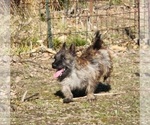 Small Photo #1 Cairn Terrier Puppy For Sale in CARLYLE, IL, USA