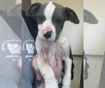 Small American Pit Bull Terrier Mix