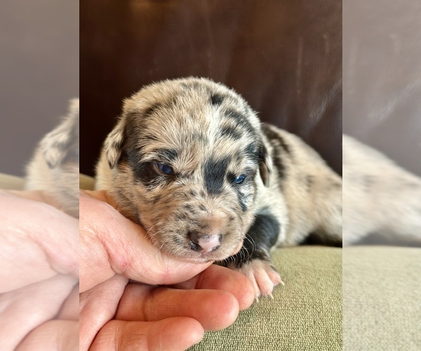 Medium Photo #8 Border Kelpie Puppy For Sale in CAMAS, WA, USA