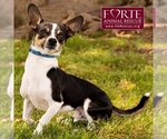 Small Photo #4 Rat Terrier-Toy Fox Terrier Mix Puppy For Sale in Marina del Rey, CA, USA