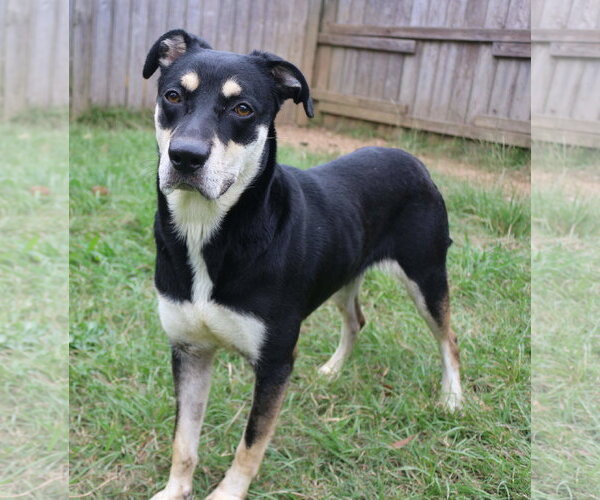 Medium Photo #4 Mutt Puppy For Sale in Jackson, MS, USA