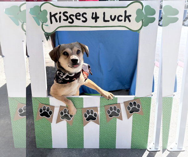 Medium Photo #8 Beagle-Unknown Mix Puppy For Sale in Newport Beach, CA, USA