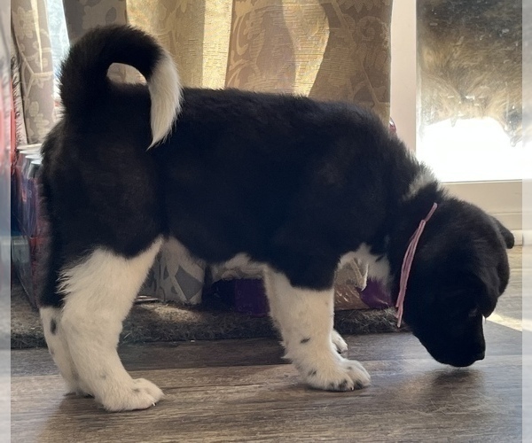 Medium Photo #6 Akita Puppy For Sale in BIRON, WI, USA
