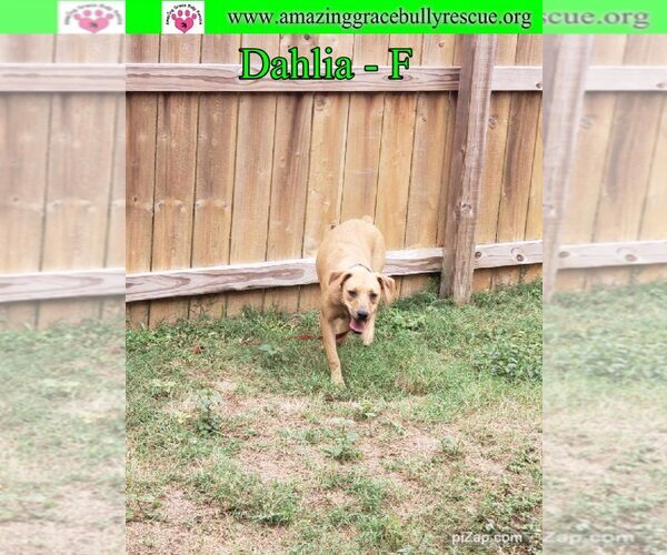 Medium Photo #6 Australian Shepherd-Beagle Mix Puppy For Sale in Pensacola, FL, USA