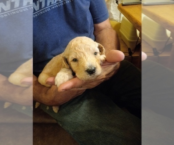 Medium Photo #6 Goldendoodle Puppy For Sale in TURIN, NY, USA