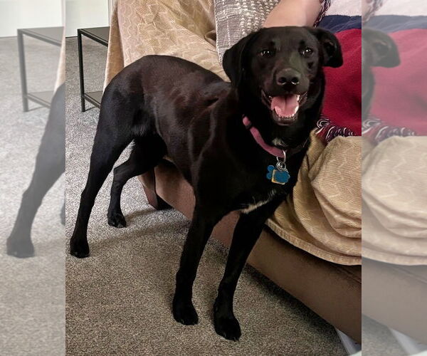 Medium Photo #5 Labbe Puppy For Sale in Minneapolis, MN, USA